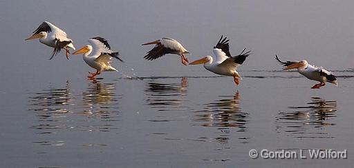Pelicans Landing_4748.jpg - American White Pelicans (Pelecanus erythrorhynchos) photographed in Rockport, Texas, USA.